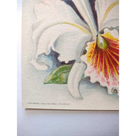 Victorian Art Print Women Graduate School Iris Flower Lithograph 1906 Original - Picture 4 of 7